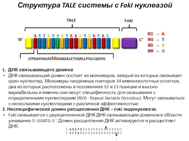 1. ДНК связывающего домена ДНК-связывающий домен состоит из мономеров, каждый из которых связывает