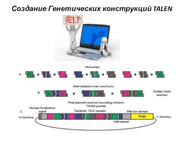 Создание Генетических конструкций TALEN