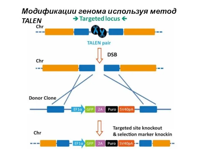 Модификации генома используя метод TALEN