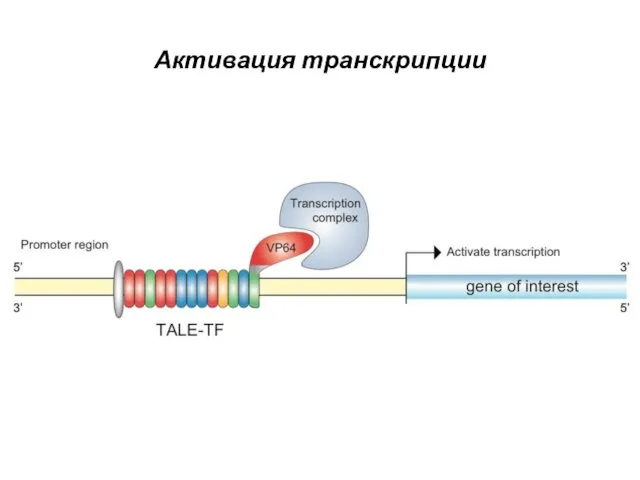 Активация транскрипции