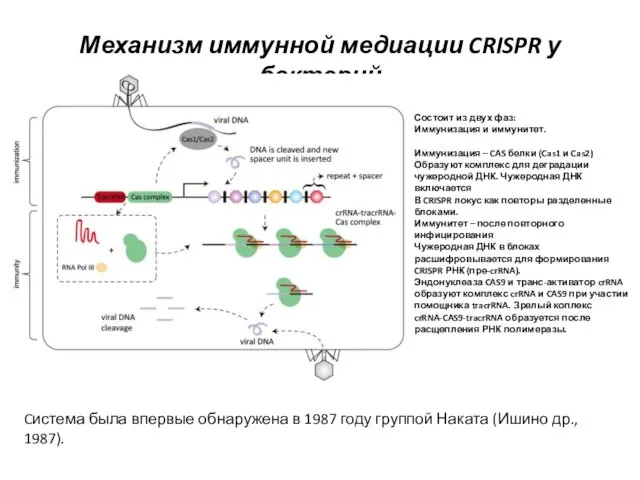 Механизм иммунной медиации CRISPR у бактерий Состоит из двух фаз: Иммунизация и иммунитет.