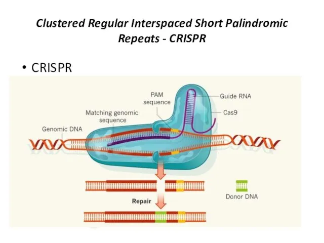 Clustered Regular Interspaced Short Palindromic Repeats - CRISPR CRISPR