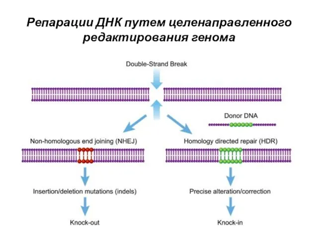 Репарации ДНК путем целенаправленного редактирования генома