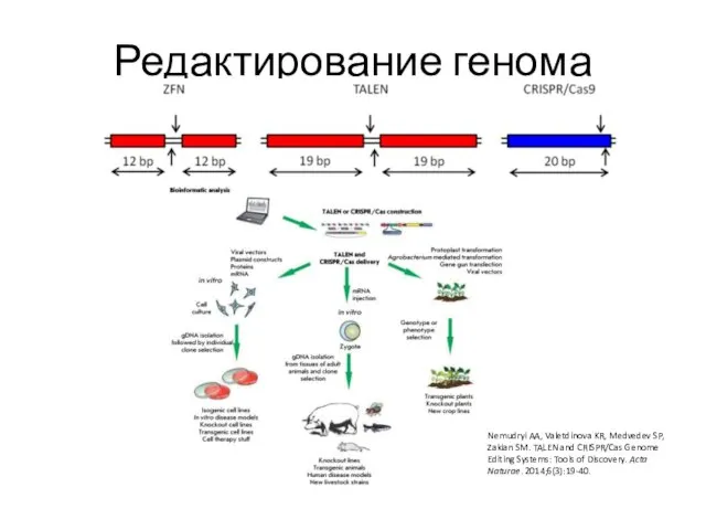 Редактирование генома Nemudryi AA, Valetdinova KR, Medvedev SP, Zakian SM. TALEN and CRISPR/Cas