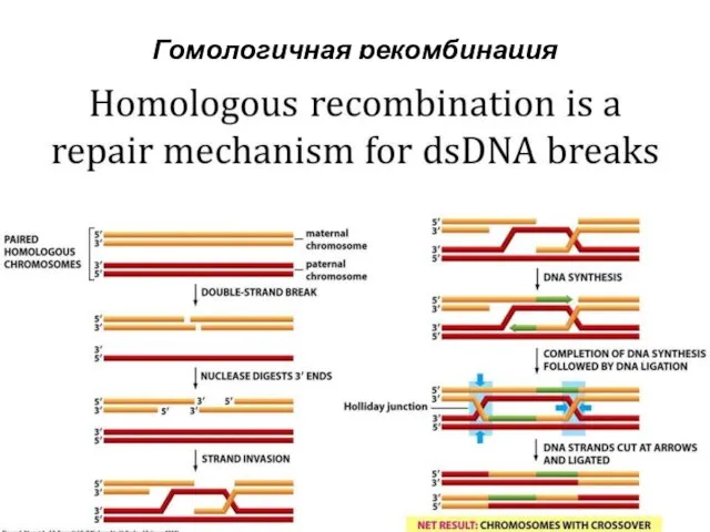 Гомологичная рекомбинация