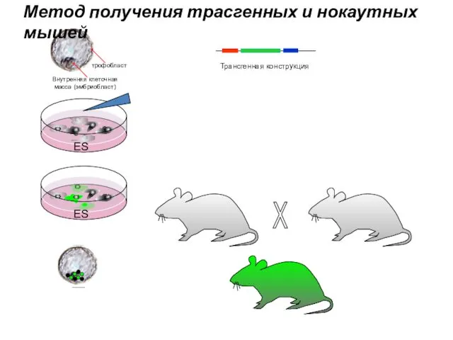 ES X Трансгенная конструкция Метод получения трасгенных и нокаутных мышей