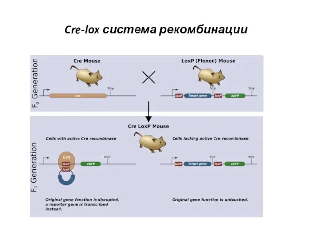 Cre-lox система рекомбинации