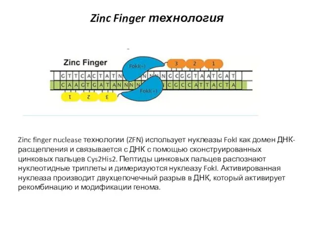Zinc Finger технология Zinc finger nuclease технологии (ZFN) использует нуклеазы FokI как домен