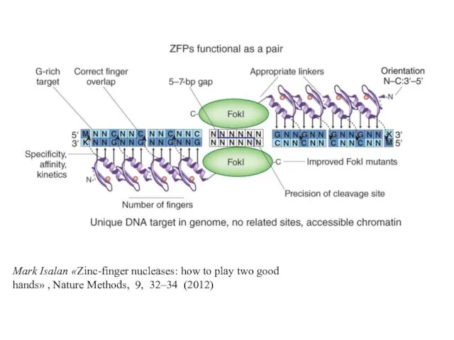 Mark Isalan «Zinc-finger nucleases: how to play two good hands» , Nature Methods, 9, 32–34 (2012)
