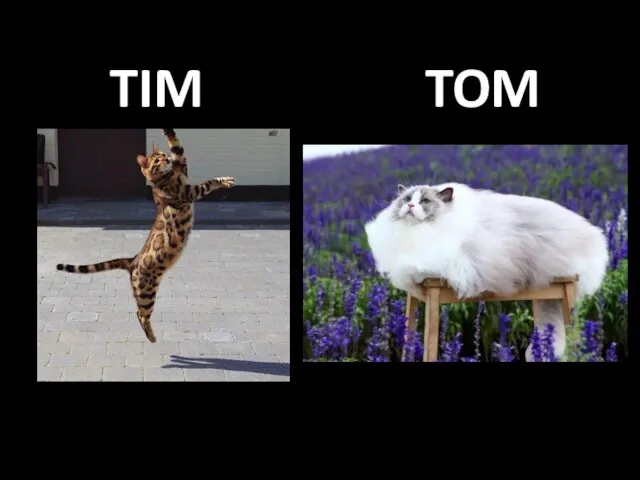 TIM TOM