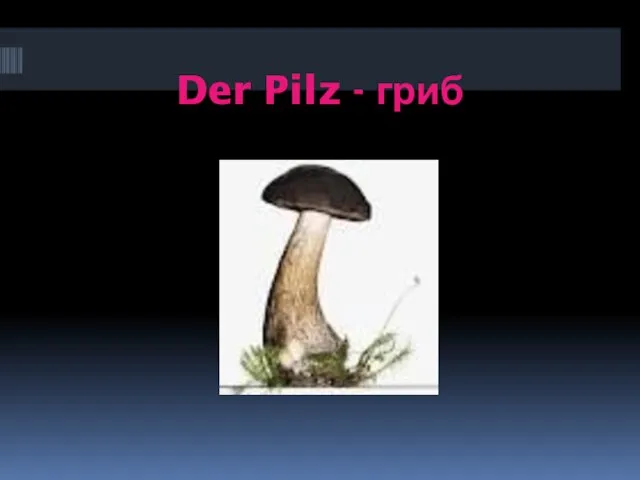 Der Pilz - гриб