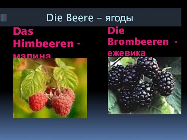 Die Beere – ягоды Das Himbeeren - малина Die Brombeeren - ежевика