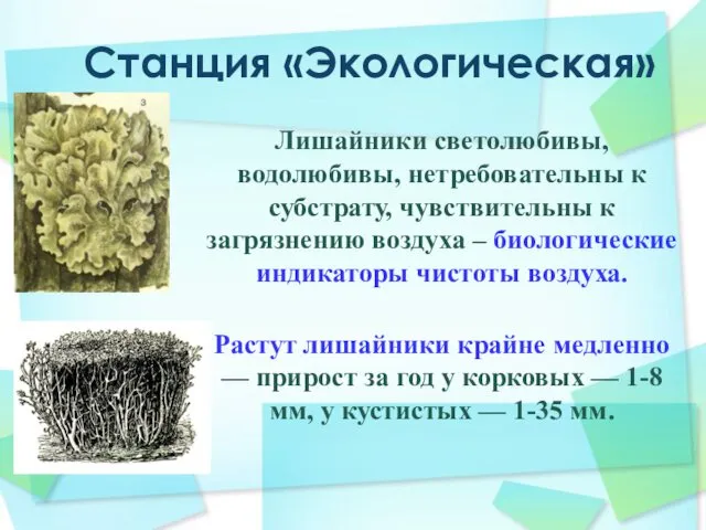 Станция «Экологическая» Лишайники светолюбивы, водолюбивы, нетребовательны к субстрату, чувствительны к загрязнению воздуха –