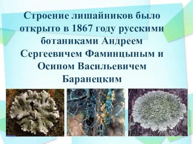 Строение лишайников было открыто в 1867 году русскими ботаниками Андреем Сергеевичем Фаминцыным и Осипом Васильевичем Баранецким