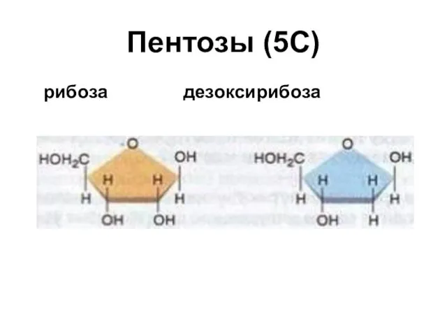 Пентозы (5С) рибоза дезоксирибоза