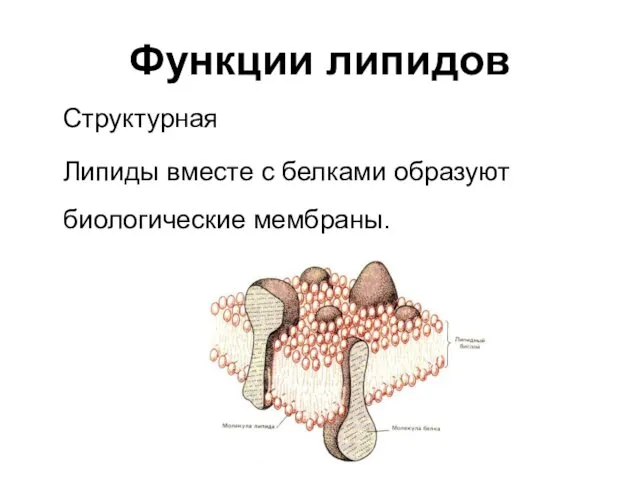 Функции липидов Структурная Липиды вместе с белками образуют биологические мембраны.