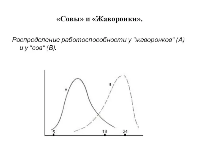 «Совы» и «Жаворонки». Распределение работоспособности у "жаворонков" (А) и у "сов" (В).