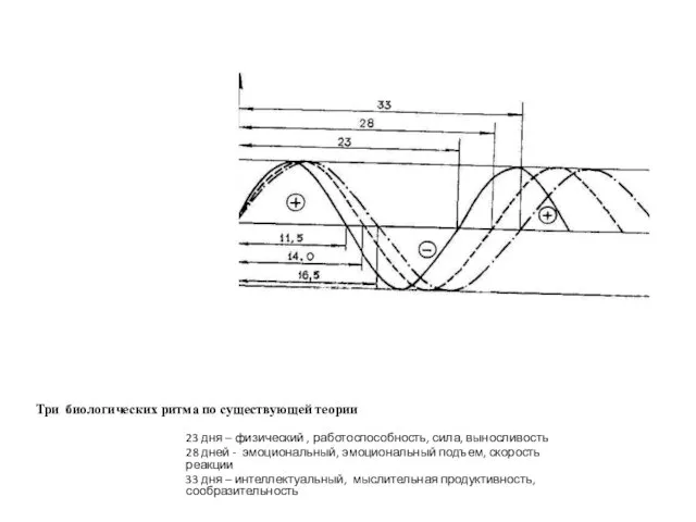 Три биологических ритма по существующей теории 23 дня – физический