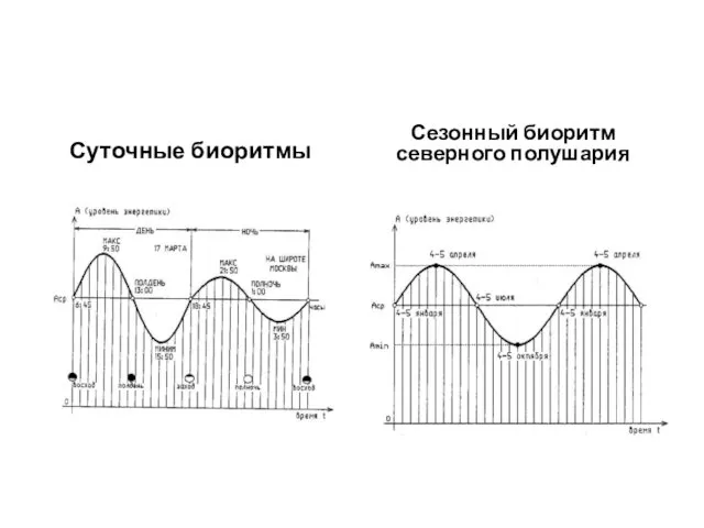 Суточные биоритмы Сезонный биоритм северного полушария