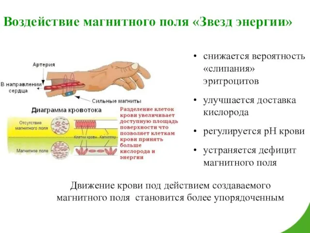 Воздействие магнитного поля «Звезд энергии» снижается вероятность «слипания» эритроцитов улучшается