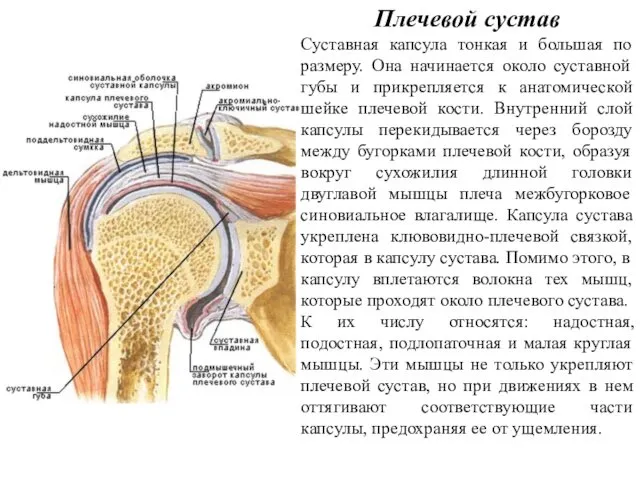Плечевой сустав Суставная капсула тонкая и большая по размеру. Она начинается около суставной
