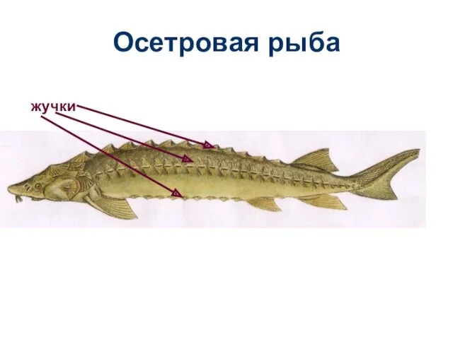 Осетровая рыба жучки