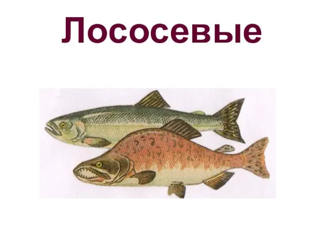 Лососевые