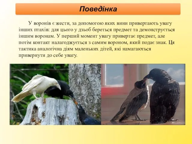 У воронів є жести, за допомогою яких вини привертають увагу інших птахів: для