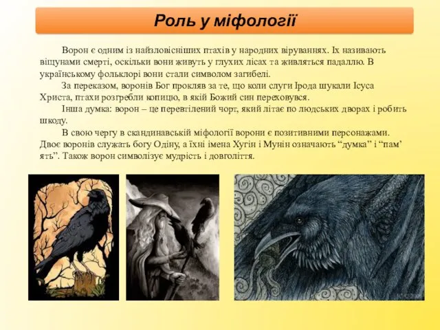 Ворон є одним із найзловісніших птахів у народних віруваннях. Іх