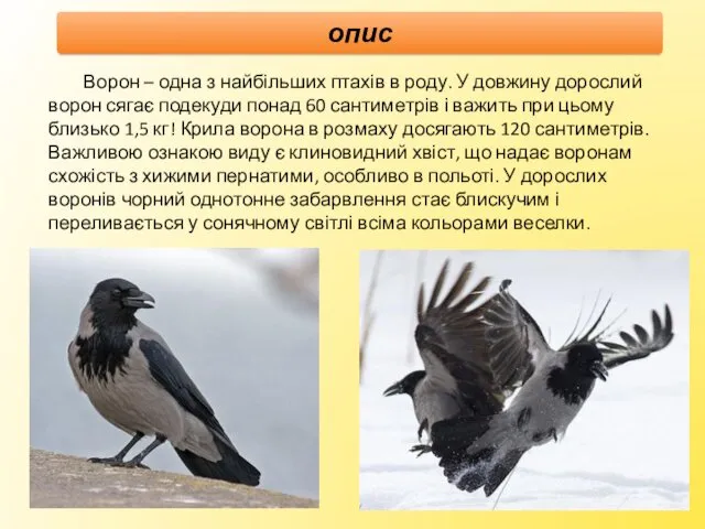 Ворон – одна з найбільших птахів в роду. У довжину дорослий ворон сягає