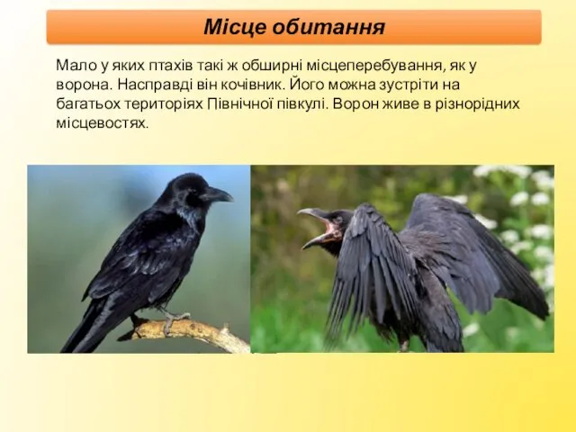 Мало у яких птахів такі ж обширні місцеперебування, як у ворона. Насправді він