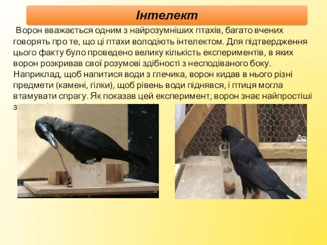 Ворон вважається одним з найрозумніших птахів, багато вчених говорять про