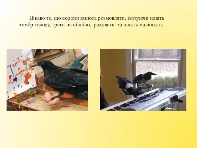 Цікаво те, що ворони вміють розмовляти, імітуючи навіть тембр голосу, грати на піаніно,