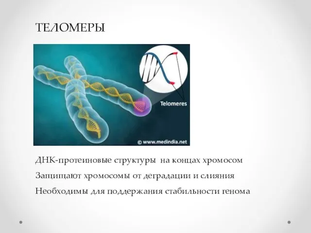 ДНК-протеиновые структуры на концах хромосом Защищают хромосомы от деградации и
