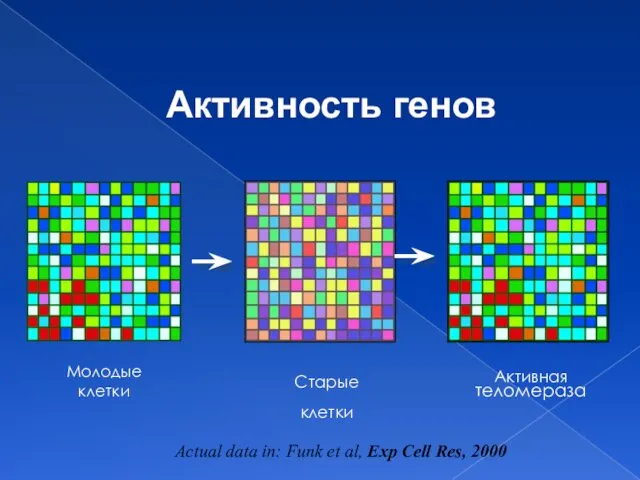 Активность генов Actual data in: Funk et al, Exp Cell