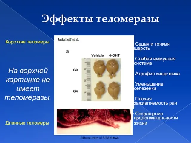 Эффекты теломеразы Короткие теломеры Длинные теломеры Седая и тонкая шерсть