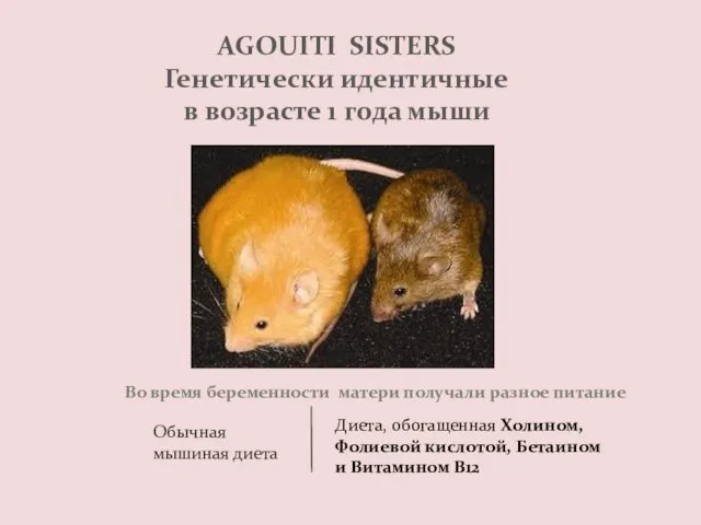 AGOUITI SISTERS Генетически идентичные в возрасте 1 года мыши Во