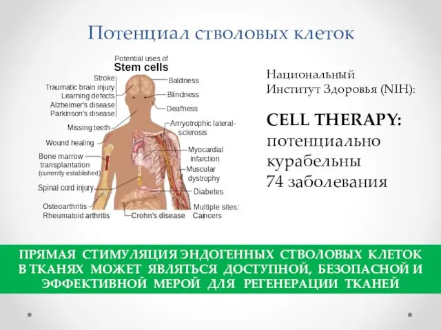 Потенциал стволовых клеток Национальный Институт Здоровья (NIH): CELL THERAPY: потенциально