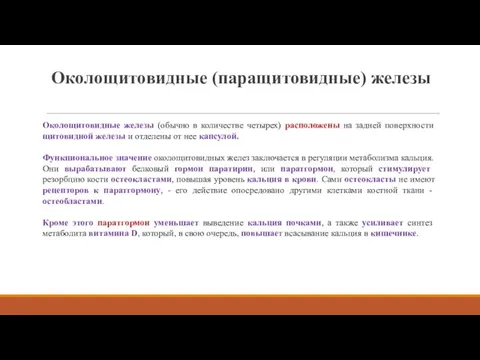 Околощитовидные (паращитовидные) железы Околощитовидные железы (обычно в количестве четырех) расположены