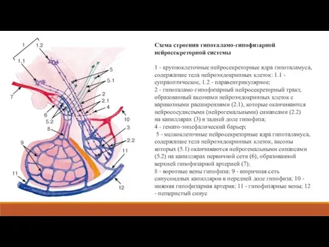 Схема строения гипоталамо-гипофизарной нейросекреторной системы 1 - крупноклеточные нейросекреторные ядра