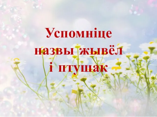 Успомніце назвы жывёл і птушак