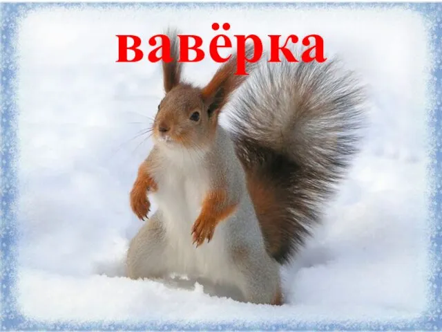 вавёрка