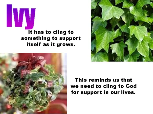 Ivy This reminds us that we need to cling to