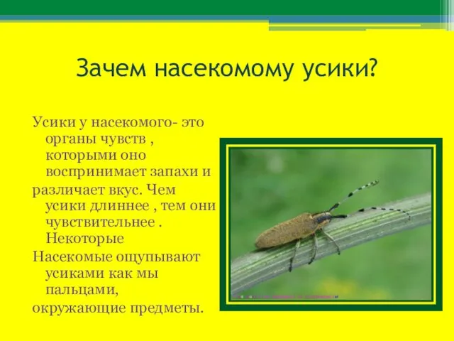 Зачем насекомому усики? Усики у насекомого- это органы чувств ,