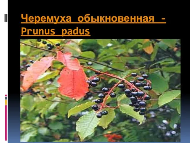 Черемуха обыкновенная - Prunus padus