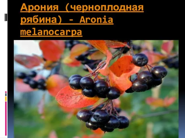 Арония (черноплодная рябина) - Aronia melanocarpa