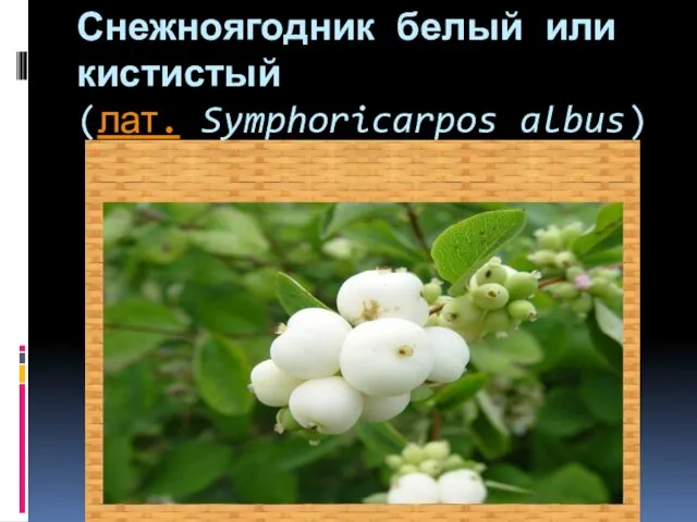 Снежноягодник белый или кистистый(лат. Symphoricarpos albus)