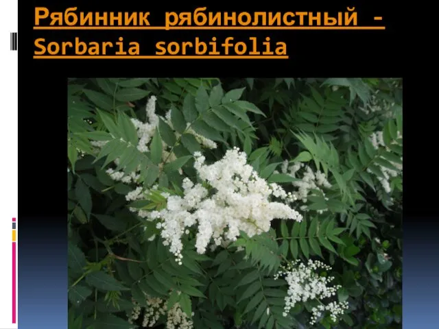 Рябинник рябинолистный - Sorbaria sorbifolia