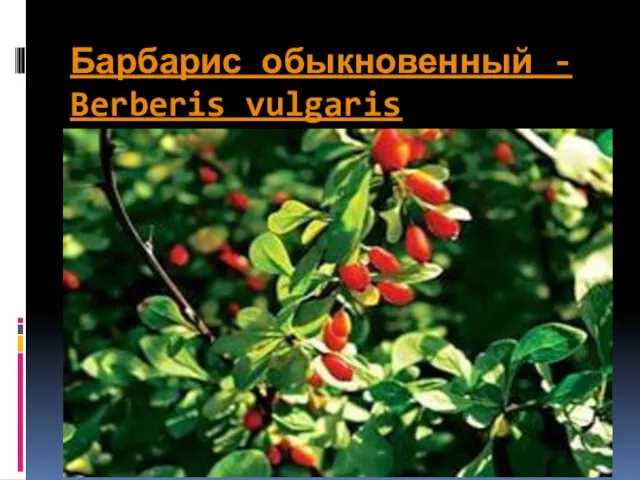 Барбарис обыкновенный - Berberis vulgaris