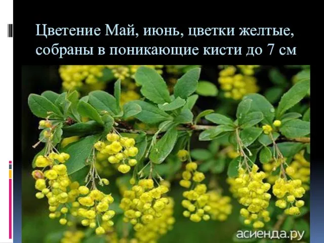 Цветение Май, июнь, цветки желтые, собраны в поникающие кисти до 7 см